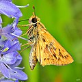 Hylephila phyleus (fiery skipper). Adult, ventral view of wings.