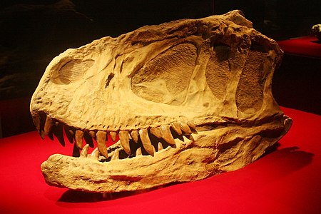 Tập_tin:Skull_of_Yangchuanosaurus.jpg