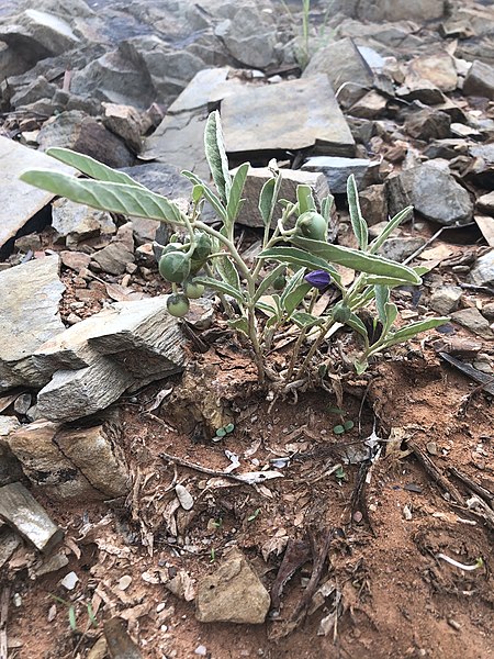 File:Small quena (Solanum esuriale).jpg