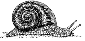 Snail (PSF).png