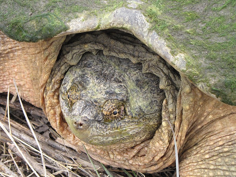 File:Snapping Turtle (7335251446).jpg