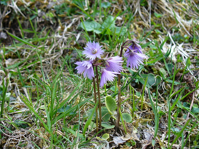 File:Soldanella alpina NRM.jpg