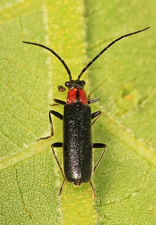 <i>Rhagonycha excavata</i> Species of beetle