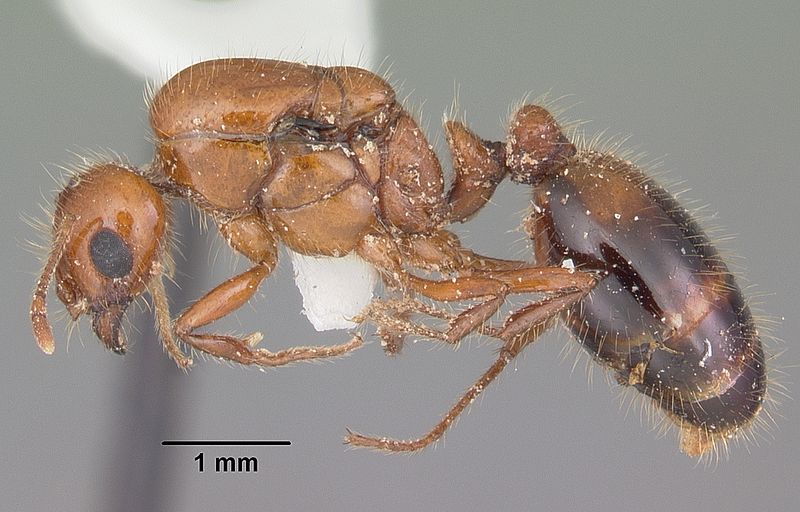 File:Solenopsis xyloni casent0104514 profile 1.jpg