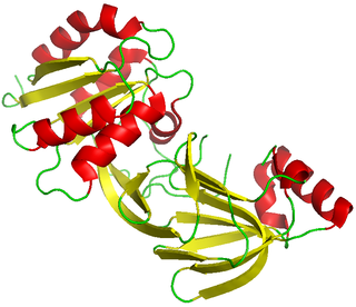 <span class="mw-page-title-main">Diacylglycerol kinase</span> Class of enzymes