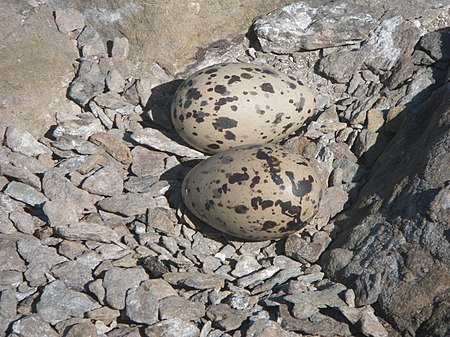 Tập_tin:Sooty_Oystercatcher_eggs.jpg