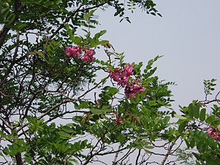 Robinia species, either R. hispida, R. neomexicana or R. viscosa