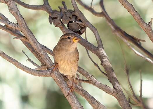 Spanish sparrow, Hastings Gardens