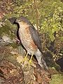 English: Eurasian Sparrowhawk Accipiter nisus (cat.)
