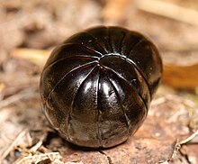 Giant pill millipede in rolled-up position Sphaerotheriid pill millipede (Order Procyliosomatidae) (4364601900).jpg