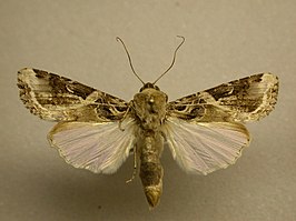 Spodoptera androgea