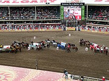 Wagons lined up before the start of a race Stampede chuckwagon race start.JPG