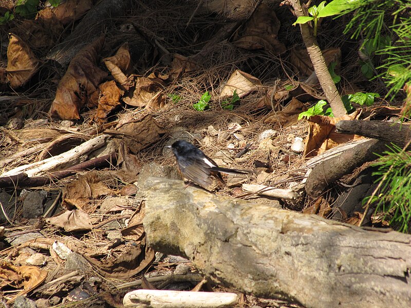 File:Starr-130319-2935-White-rumped Shama, Rock Quarry Beach Mokolea Pt Kilauea Pt NWR-Kauai (25115179341).jpg