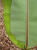 Thumbnail for File:Starr-130507-4412-Musa acuminata-Cv Rose leaf underside with deep red vein-Hawea Pl Olinda-Maui (25117417501).jpg