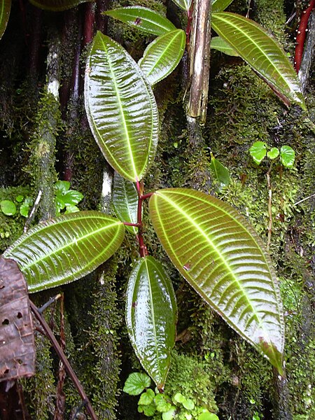 File:Starr 031118-0115 Miconia calvescens.jpg