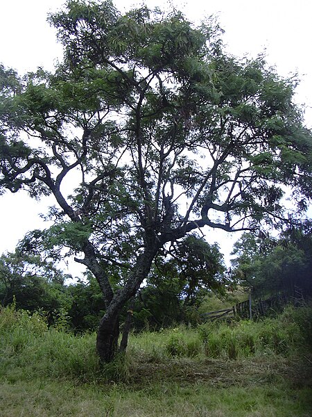 File:Starr 040514-0216 Leucaena leucocephala.jpg