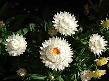 Xerochrysum bracteatum - Wikipedia, la enciclopedia libre