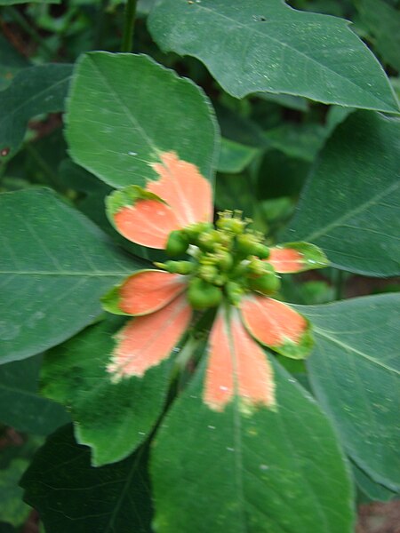 File:Starr 080608-7762 Euphorbia cyathophora.jpg