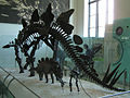 Stegosaurus skeleton.