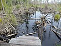 Trembling Earth Nature Trail dead end