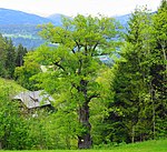 English oak in Liesing