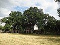 Stieleiche (Quercus robur)