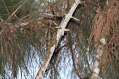 Description de l'image Stripe-cheeked Woodpecker (Piculus callopterus)a.jpg.