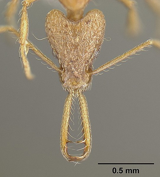 File:Strumigenys longispinosa inbiocri001283440 label 1.jpg