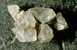 Struvitkristaller