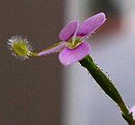 Stylidium debile flower 1.jpg