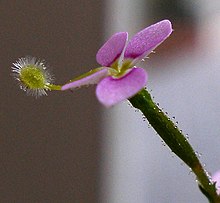 Stylidium debile květ 1.jpg