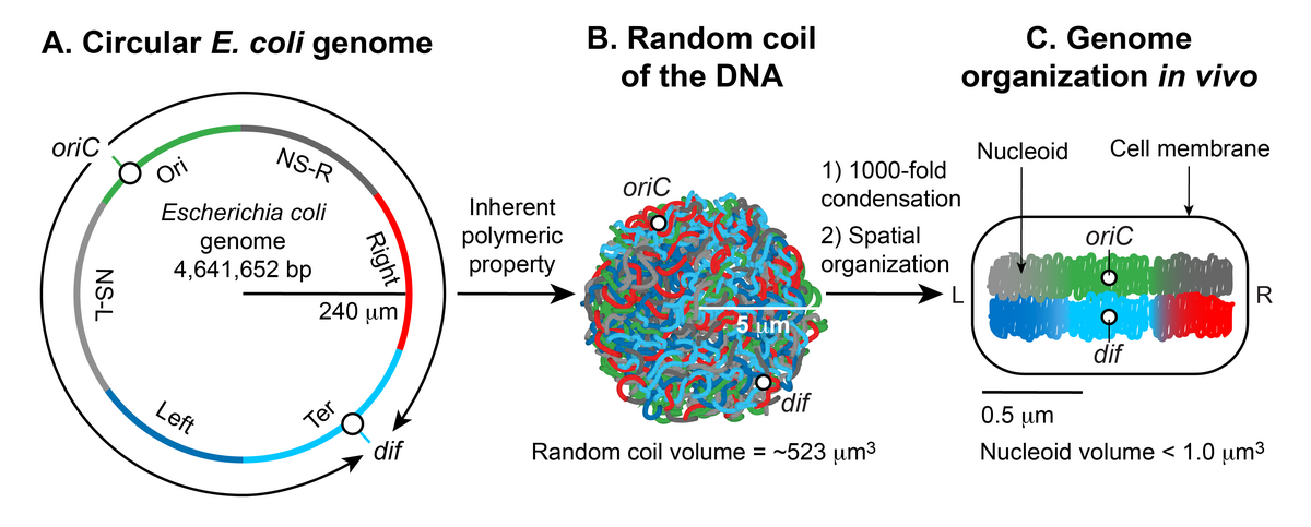 Nucleoid - Wikipedia