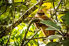 Semnopithèque de Sumatra Subspecies jaune mains Langur en onglet (Presbytis melalophos melalophos) .jpg