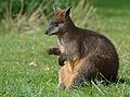 Mocsári kenguru (Wallabia bicolor)