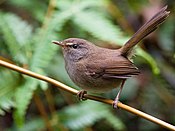 Sunda Bush Warbler.jpg