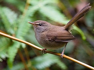 Sunda bush warbler Species of bird