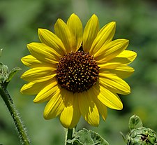 Sunflower (Helianthus).jpg