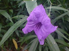 Petunia mexicana.