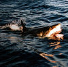 Surfacing great white shark.jpg