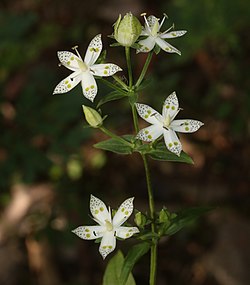 Swertia bimaculata