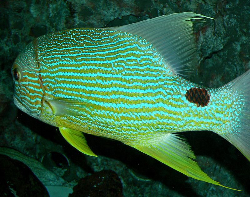 Bluestriped grunt - Wikipedia