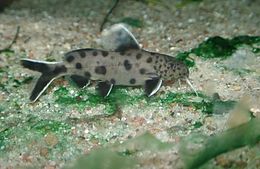 (Synodontis petricola)