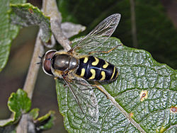 Syrphidae - Scaeva selenitica (самец) .jpg