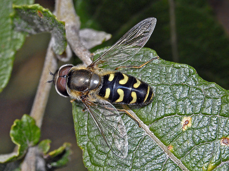 File:Syrphidae - Scaeva selenitica (male) .jpg