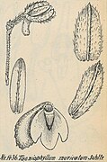 Taeniophyllum muricatum