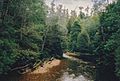 El río Styx en Tasmania corre a través de un bosque de Eucalyptus regnans, mirtos y helechos arborescentes.