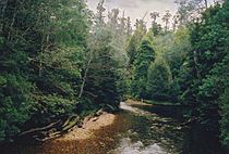 Tasmania logging 04 Styx River from rumbly bridge.jpg