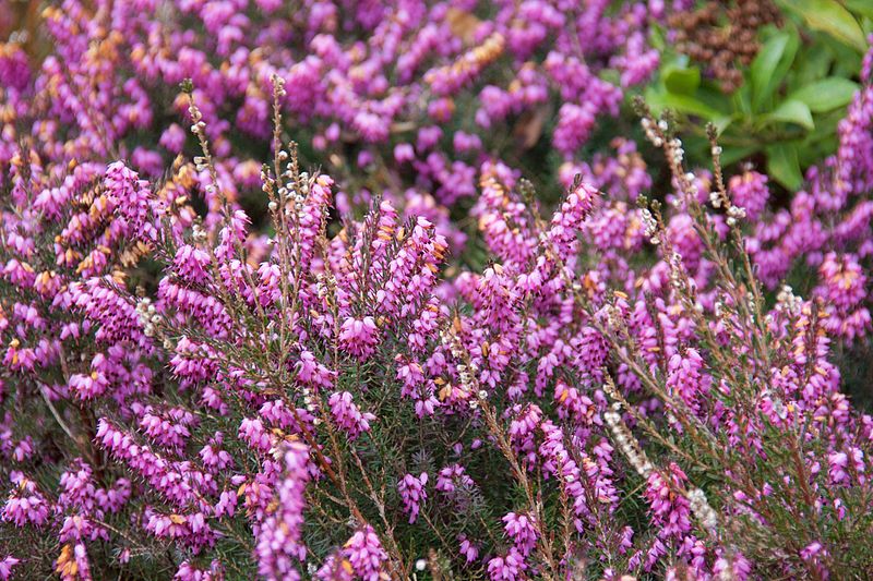 File:Tatton Park 2015 20 - Heather.jpg