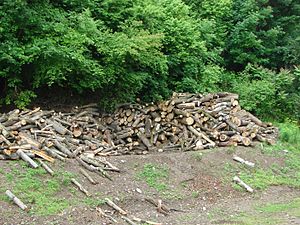 Bosque Templado Caducifolio: Ecología, Acción antrópica, Véase también