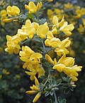 Genista canariensis üçün miniatür